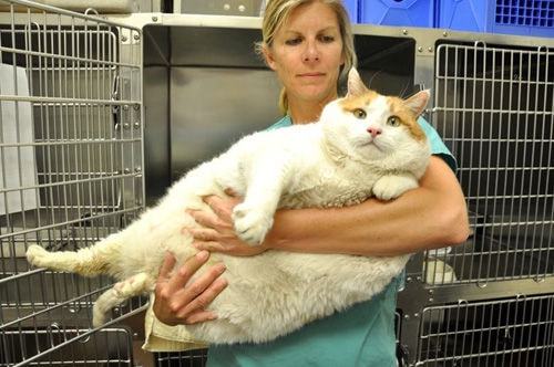 胖猫事件90多吨外卖食物被浪费 胖猫事件90多吨外卖食物被浪费