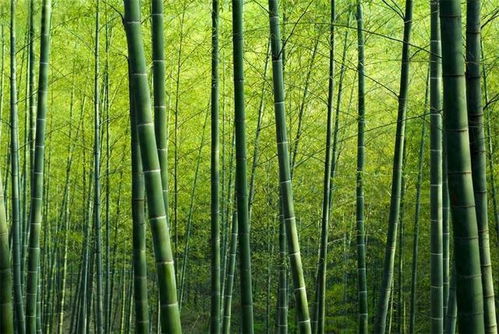 成都竹子开花 错过再等60年