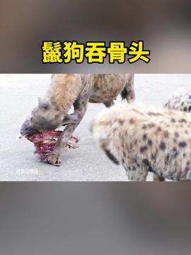 印尼村民剖开巨蟒发现失踪女子 印尼村民剖开巨蟒发现失踪女子