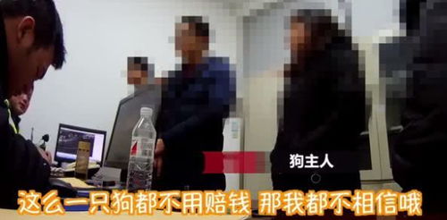 未拴绳狗被撞倒死亡 狗主人暴打骑手 未拴绳狗被撞倒死亡 狗主人暴打骑手