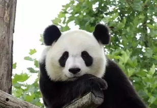 比大熊猫更濒危的动物全国仅剩1只 比大熊猫更濒危的动物全国仅剩1只