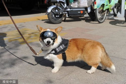 网红柯基警犬福仔巡逻时偷吃烤肠