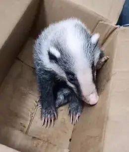 猫咪掉进火锅 老板将赔付1万3 猫咪掉进火锅 老板将赔付1万3