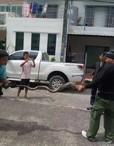 女游客在三亚被蛇咬伤就医后身亡(三亚悲剧，女游客遭遇蛇咬伤后不幸离世)