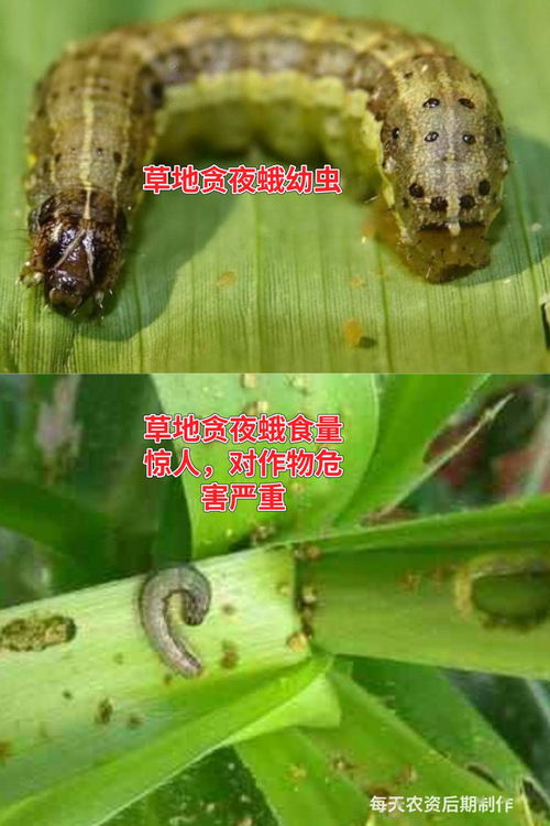 这类虫子出没高峰期咬一口或致命(警惕高峰期的致命虫害,一类虫子的威胁与防范策略) 这类虫子出没高峰期咬一口或致命(警惕高峰期的致命虫害,一类虫子的威胁与防范策略)
