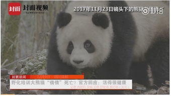 2人造谣科研人员虐待大熊猫获刑(网络谣言肆虐之下,两人造谣科研人员虐待大熊猫获刑纪实) 2人造谣科研人员虐待大熊猫获刑(网络谣言肆虐之下,两人造谣科研人员虐待大熊猫获刑纪实)
