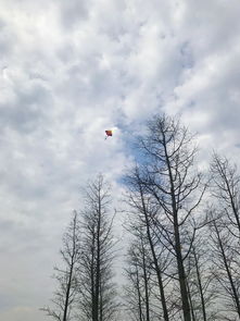 华为手机怎么更新樱花 华为手机怎么更新樱花