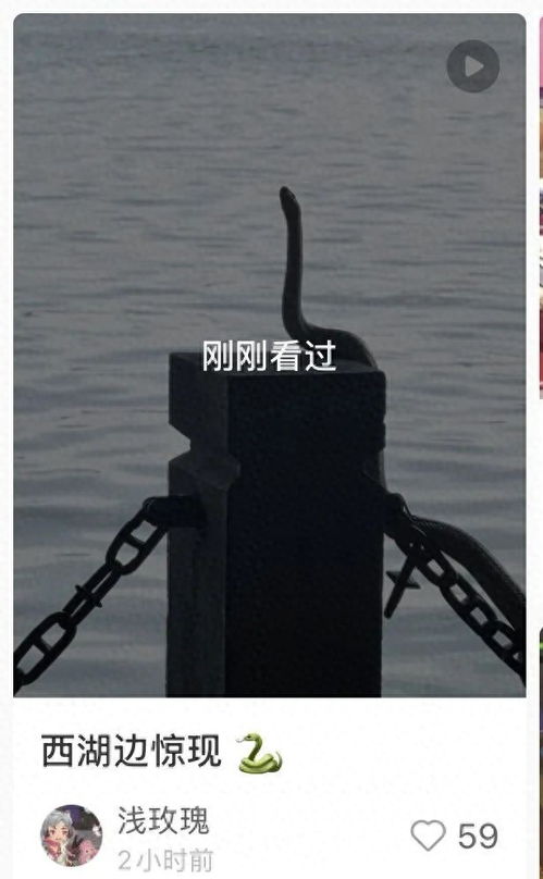 西湖边一条“青蛇”被围观 西湖边一条“青蛇”被围观