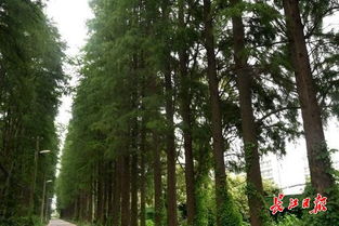 近30年树龄水杉被剃成“电线杆” 近30年树龄水杉被剃成“电线杆”