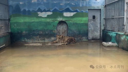 洪水锁笼狮子死亡 动物园不该被指责