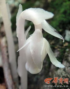 “冥界之花”现身四川盐源