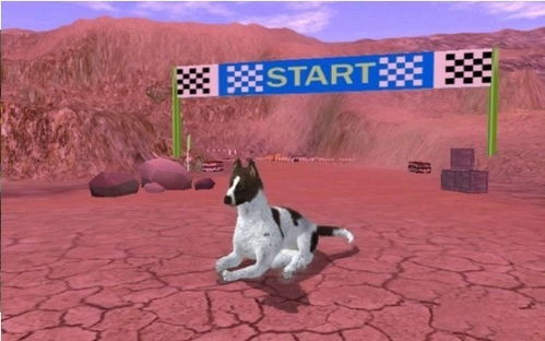 灵异游戏洋娃娃游戏攻略 VS 猎犬之王游戏攻略